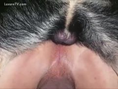 His dog and Anal having sex